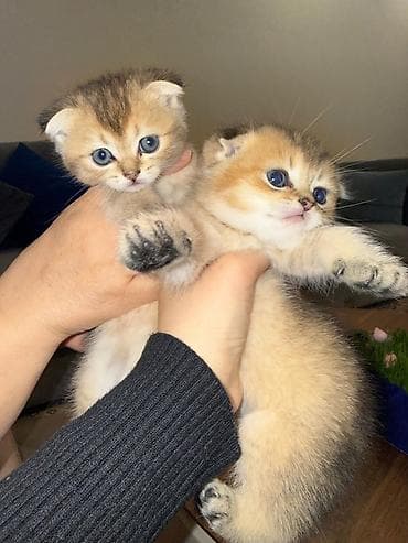 pişik 1 azn: Şotland — 1