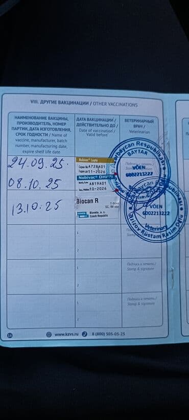 setteri it cinsi: Pudel, Sənədli — 6