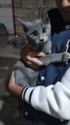 купить кота в баку: Rus piwiyi — 3