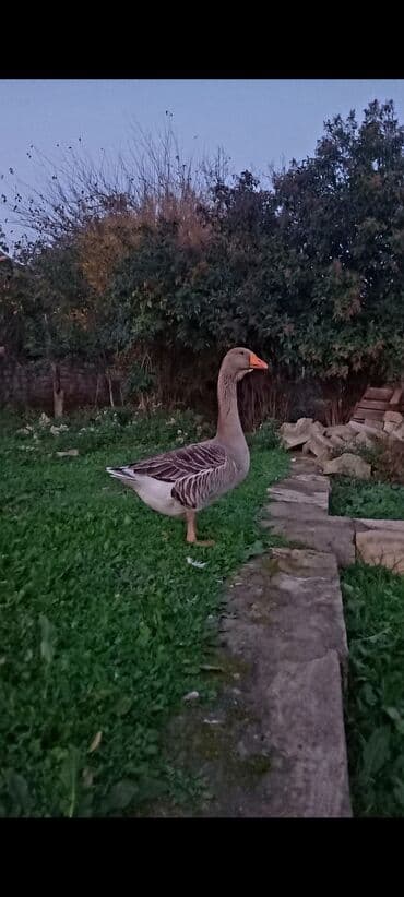 qoyun qiymeti 2019: Kobra cinsi deyillər başı çıxanlar bilər nədi bu elanda 1 dənədir 1 — 6