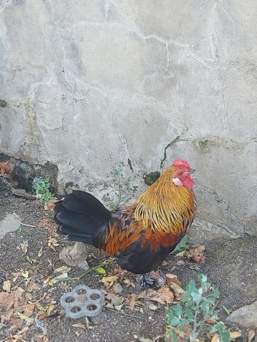 брама жужалари: Toyuq, Brama, Damazlıq, Ünvandan götürmə — 3
