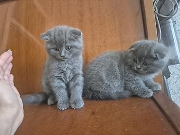 pisikler ucuz: Şotland yastı qulaq — 4