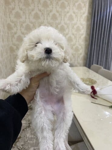 itle barter: Bişon Frize, 2 ay, Dişi, Ünvandan götürmə — 3