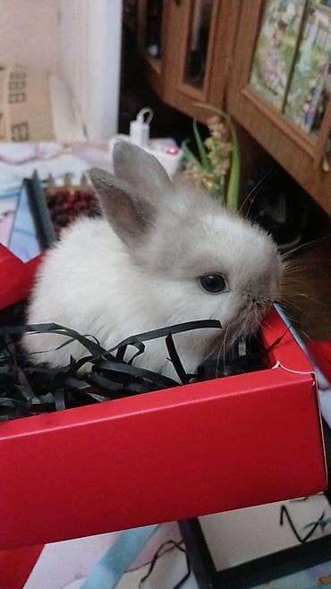 Mini dekorativ dovşan balaları - Növ: dekorativ/mini pet dovşan - — 8