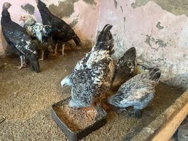 Toyuqlar: Erkək, Ətlik — 3