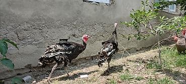 Hinduşkalar: Məhsul: Hind quşları (hind toyuqları) Təsvir: - Şəkillərdə açıq — 5
