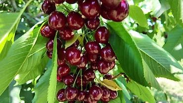 sumqayit tekstil fabriki: Ag Gilas Ag Ərik və başqa meyvələrin topdan yerindən çatırılması — 4