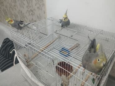 ev pişiyi növləri: 3 кореллы (2 самца, 1 самка) 1 волнистик (самка) Все с клетками и — 2