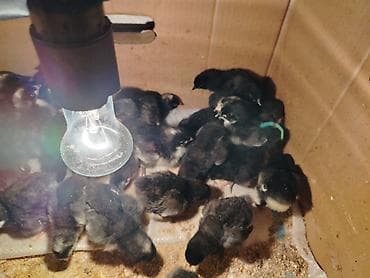 Грызуны: Məhsul: Cücələr (qara tüklü, sinə və qarın nahiyəsində ağ ləkəli) — 1