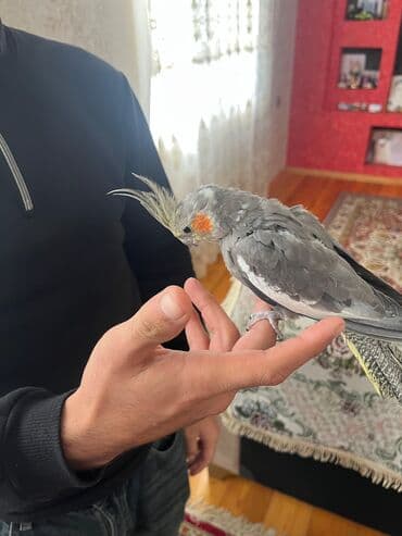 sirin itler: 1 erkək 1 dişi qəfəslə birlikdə verilir su qabı yem qabı hamısı — 2