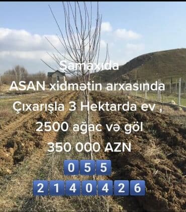 sulutəpə çiçək qəsəbəsi: Biznes üçün, Mülkiyyətçi, Kupça (Çıxarış) — 2