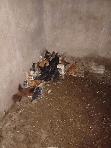 damaz: 40 dənə 2 aylıq fərələrdi. Qiymət 5₼. Ünvan: Maştağa(vişnyovka) — 3