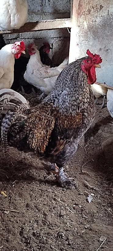 heyrati şamo: Ünvan Binəqədi kendi real alıcı 0555659045 zəng eleye biler — 7