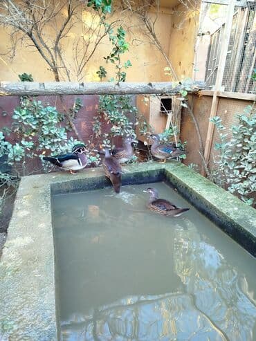 ağ ördək: Karalin ördəkləri – dekorativ su quşları - Növ: Aix galericulata — 1