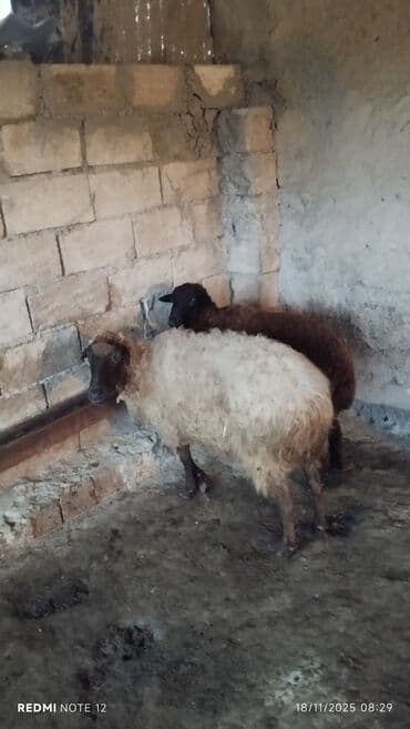 Keçi, çəpiş: Quzu, Erkək, ay: 1, Damazlıq, Ətlik, Ünvandan götürmə — 2