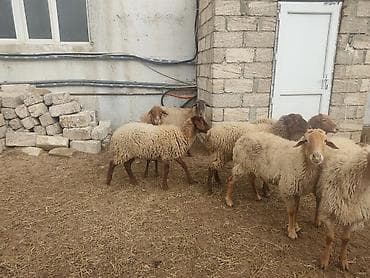 it yuvasi satisi: Dişi, il: 1 — 5