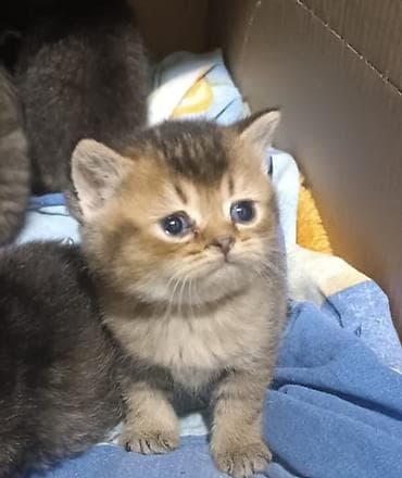 Ana Britan,Ata Şinşila pişik balaları - Cins: Brit və Şinşila (qısa