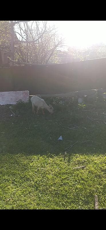 toyuq ucuz qiymete: Salam heyvanlar sağlamdır biri 160 manata fikiri ciddi olan zəng edə — 4