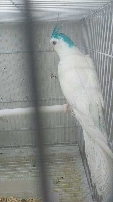 попугай ара цена: Yanaqsız karellalar cüt 250 - 370 azn — 2