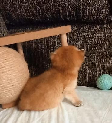 Quşlar: Qızıl şinşilla, Erkək, Yaxşı əllərə, Ünvandan götürmə — 7