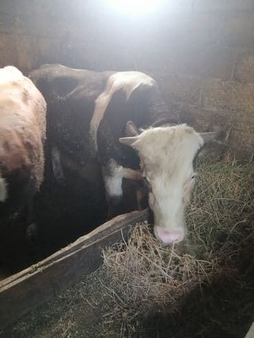 it adları erkek: Ətlik dana — 3