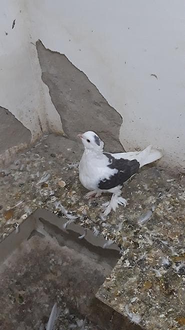 göyərçin: Iran sortudu bawi kekili ayaxi lelekli.bawinda niwani var ve bir — 5