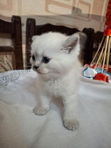 shotland pişik: Fars, Dişi, Ünvandan götürmə — 9