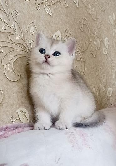 Dişi, Yaxşı əllərə, Ünvandan götürmə