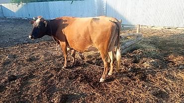 simmental inək satılır: Qiymətdə razılaşmaq olar. - Rəng: tünd qəhvəyi, alnında ağ ləkə - — 2