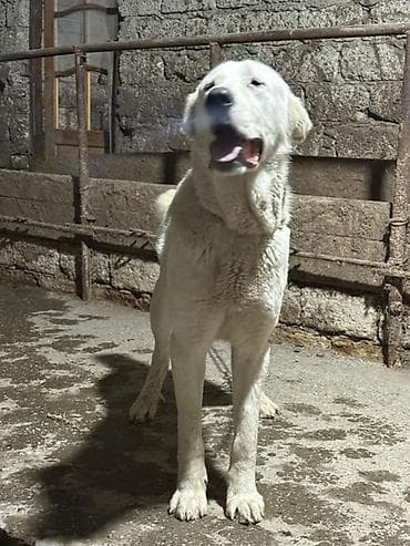 Gəmiricilər: Alabay, 1 il, Erkek — 3