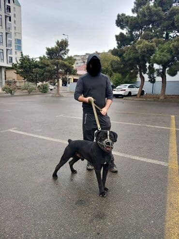 çoban iti satılır: Kane-Korso — 5