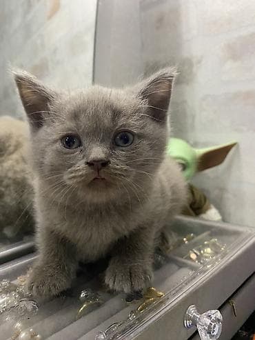 baliq yemi: Britan, Erkək, Yaxşı əllərə, Ünvandan götürmə, Ödənişli çatdırılma — 1