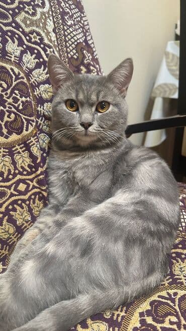 кошка шотландская цена: Шотландская, Самец, В добрые руки, Самовывоз, Платная доставка, Доставка в районы — 4