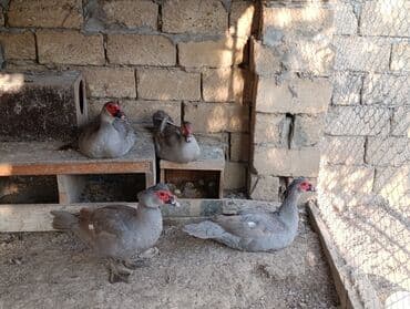 pinqivin ordek: LAVANDA lal ördekler. 8 aylıq erkeylerdi .damazdiq heyvanlardi.temiz — 8