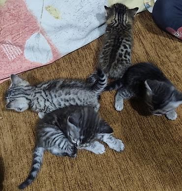 pulsuz pişiy: Yaxşı əllərə, Pulsuz çatdırılma — 2