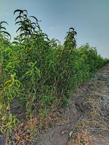 zeytun satışı: Hər növ ağac tinglerinin satışı — 15