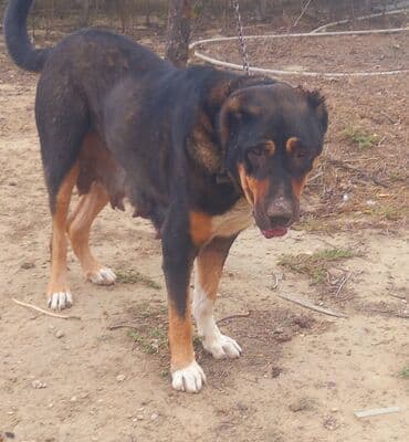 доберман цена в баку: Dişi — 1