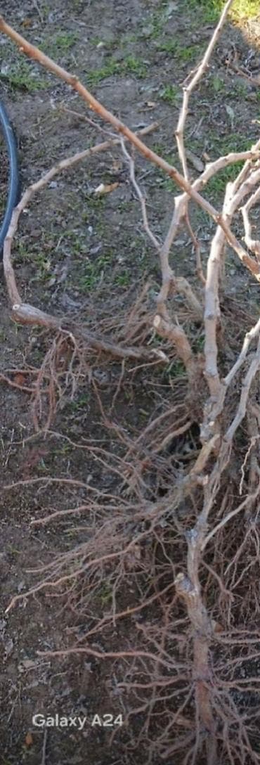 konbi satisi: 1 illik, sağlam və güclü kök sisteminə malik üzüm tingləri satılır — 1