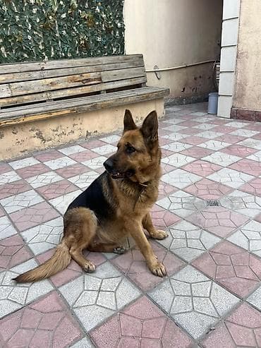 Afcarka Cox Ağıllı Dil Bilən.CARƏSİZDİKDƏN SATILIR BİNA EVİNDƏ