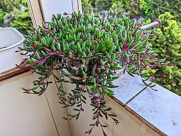 gozel heyet gulleri: Othonna capensis “Ruby Necklace” (sukkulent, asılı forma) - Növ — 1