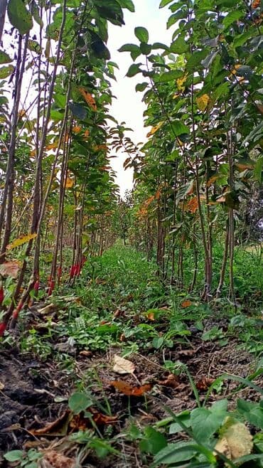 dekorativ dibçək gülləri: Gilas Tingleri Satılır. 1) Napalyon 2)Ağ xrustal Napalyon 3) Gövdə — 1
