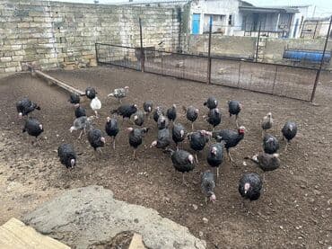 Inəklər, öküzlər: Məhsul: Hind quşları (qara rəngli sürü) Təsvir: - Şəkillərdə geniş — 1