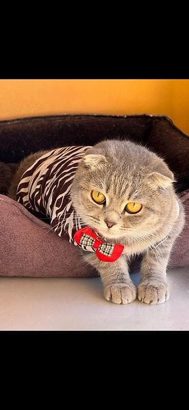 it sekilleri balaca: 1yas 3ayliqdi dișidi terbiyesi var evde korpe oldugucun satilir — 2