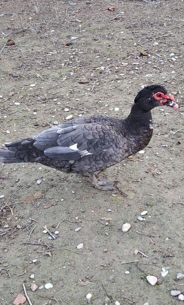 en boyuk it cinsleri: Erkək, | Macar, Ətlik, Pulsuz çatdırılma — 9