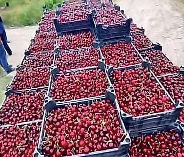 Ləpələr: 🔥 QUBADA HAZIR GƏLİR GƏTİRƏN GİLAS BAĞI SATILIR! 🍒 Əgər həm — 3