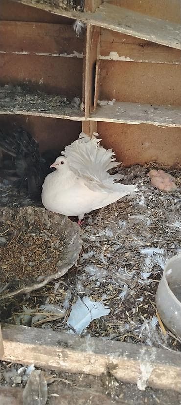 ev quslarinin satisi: Qaqaqlı göyərçinlər – dekorativ və uçuş üçün - Növ: Qaqaqlı (fan — 3