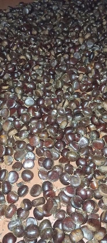 Şirniyyat məhsulları: Şabalıt. Öz həyətimindi. çox deyil. Qəbələ rayonundadı. gəl al. bakıya — 4