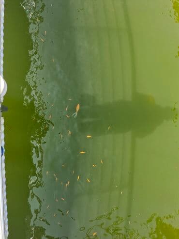 oskar balığı: Koi Yapon Qizil baliqlari. Hovuz seraitinde yasayirlar. Istiye ve — 7