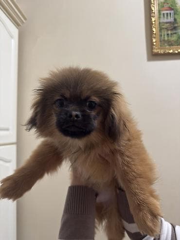 İtlər: Pekines — 3