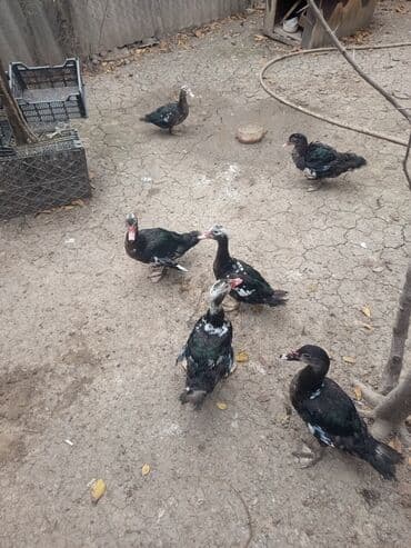 xoruzun nece rengi var: Salam lal ördəklər satılır cinsi ata zümrüd ana yerli 3 aylıq 4 xoruz — 2